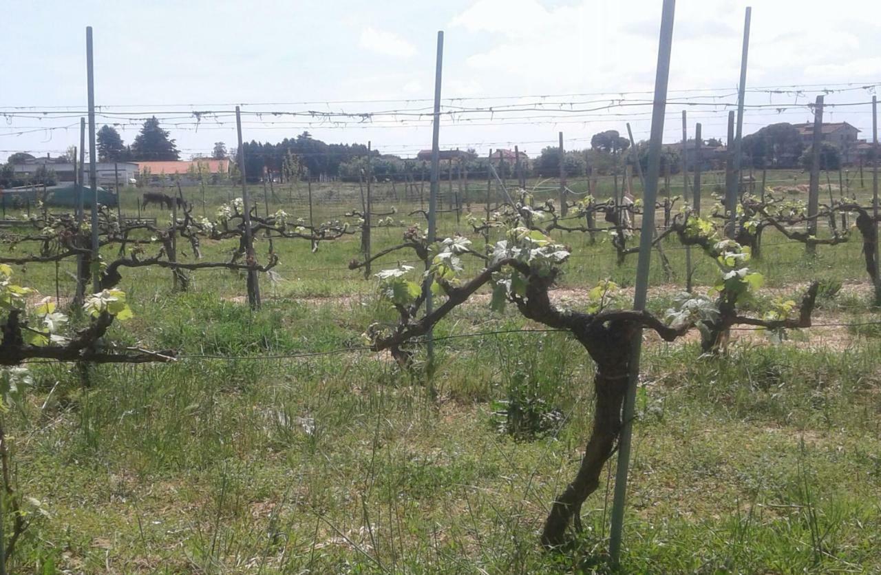 Podere Alberello Torrita di Siena Exteriör bild